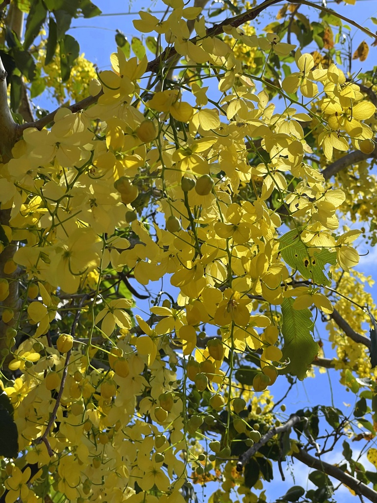 Golden Shower Tree I 6-13-23