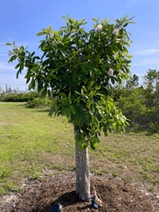 Tabebuia pallida No1 5-11-23