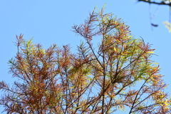 Bald Cypress 2-4-25