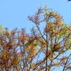 Bald Cypress 2-4-25