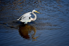 I like it Here 11-18-25