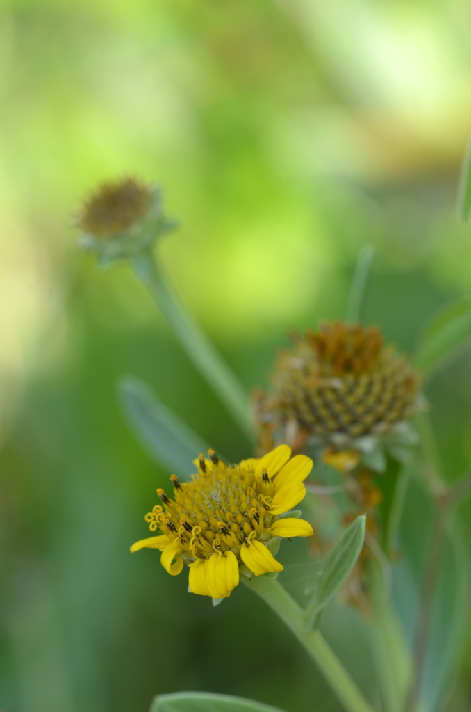 Sea Oxeye II 5-10-23