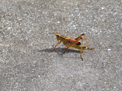 Eastern Lubber Grasshopper II 7-25-23