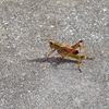 Eastern Lubber Grasshopper II 7-25-23
