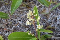 Geobalanus oblongifolius 4-4-23