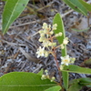 Geobalanus oblongifolius 4-4-23
