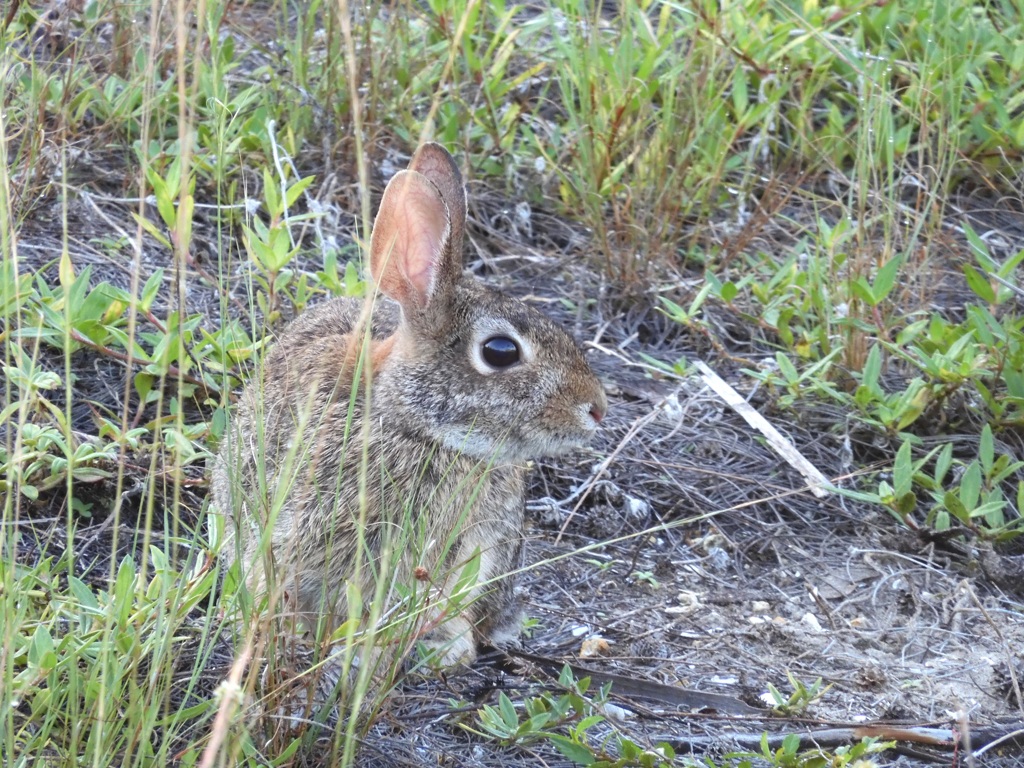 Eastern Cottontail II 8-6-23