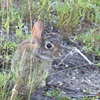 Eastern Cottontail II 8-6-23