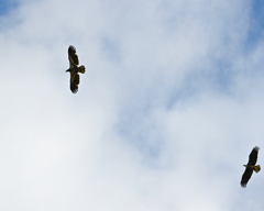 Immature vs Subadult 2-26-26