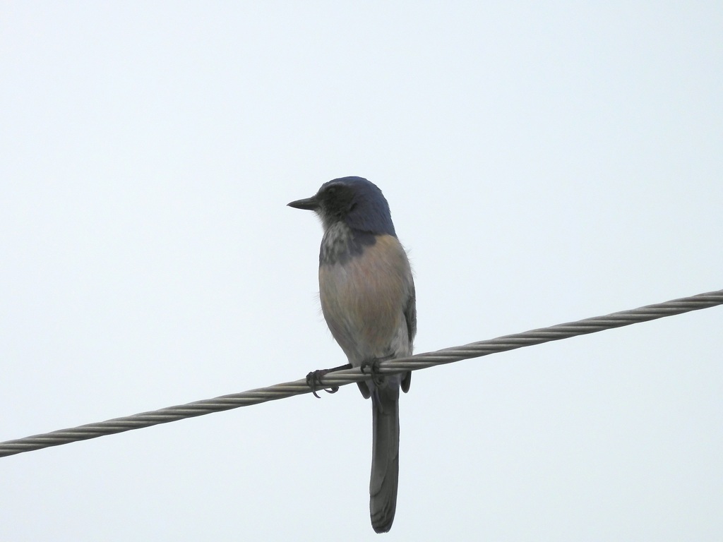 Aphelocoma coerulescens II 10-14-23