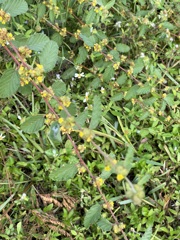 Waltheria indica 10-22-23