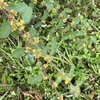 Waltheria indica 10-22-23