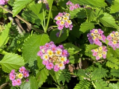 Lantana III 11-17-22