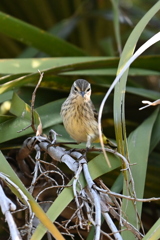 目線いただきました　11-18-25