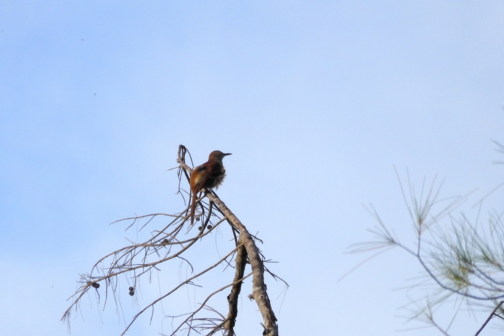 Brown Thrasher II 9-28-23