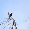 Brown Thrasher II 9-28-23