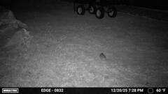 少し大きくなったちび　12-20-25