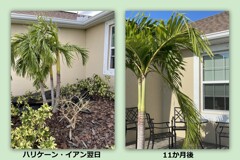 ハリケーン被害、最後の葉っぱ　8-6-23