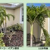ハリケーン被害、最後の葉っぱ　8-6-23