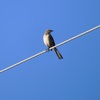 Northern Mockingbird I 10-28-23
