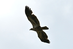 Immature Bald Eagle III 2-26-26