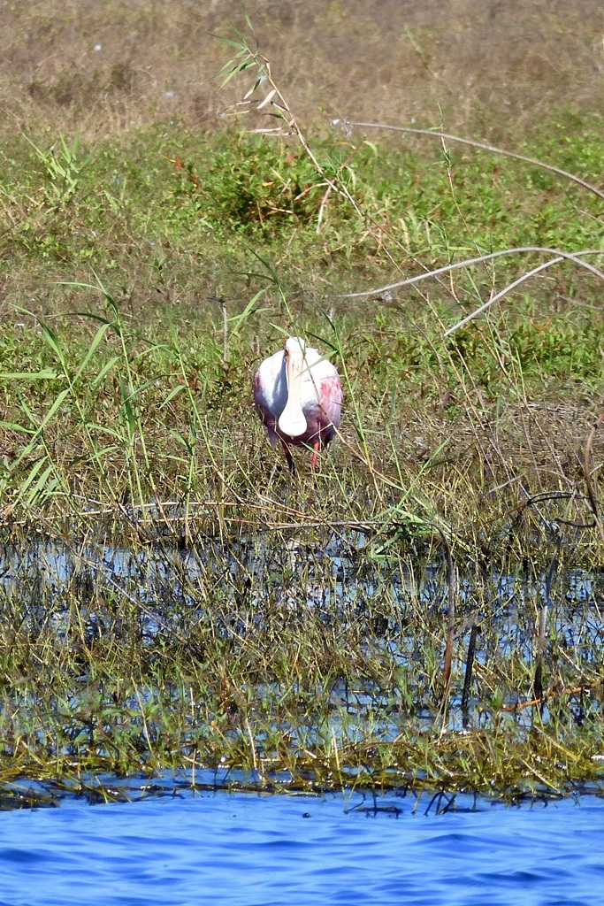 Alone Spoonbill 10-15-25