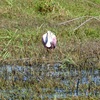 Alone Spoonbill 10-15-25