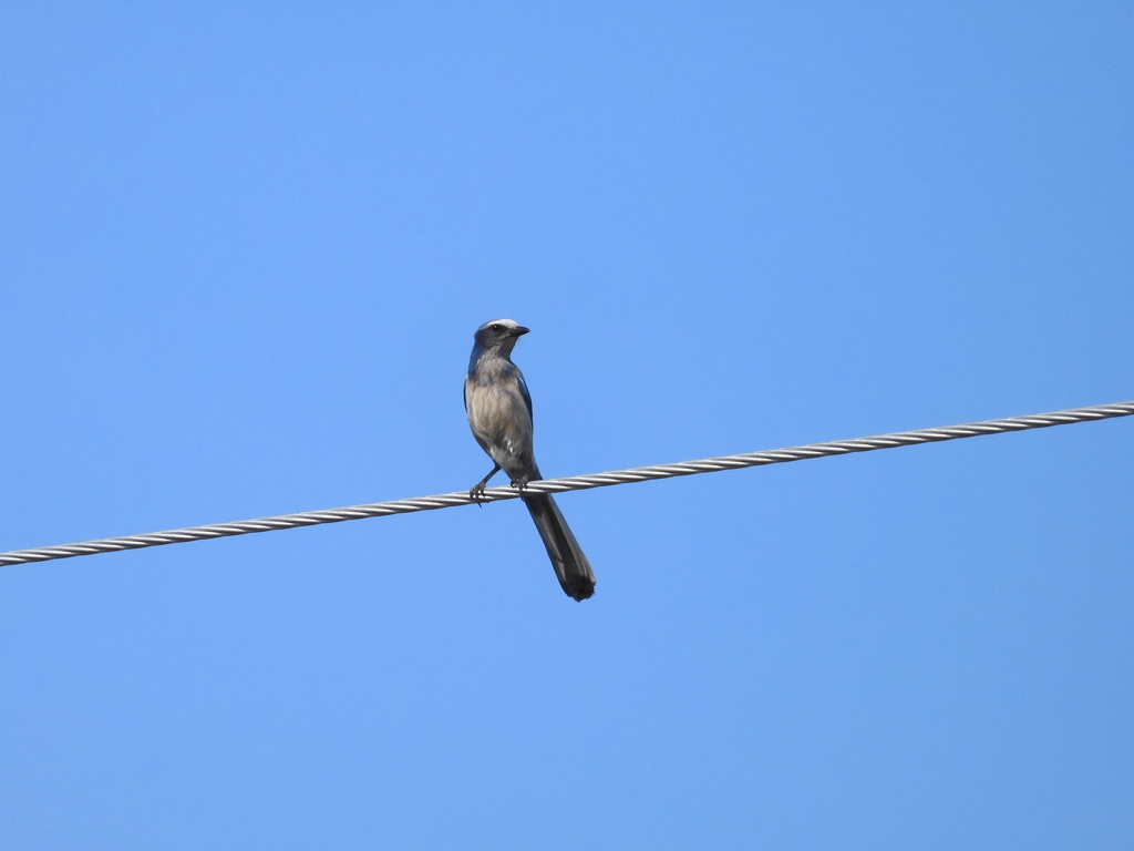 Florida Scrub Jay No1 I 5-11-23