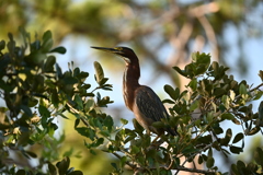 Green Heron in the Live Oak Tree 7-9-25