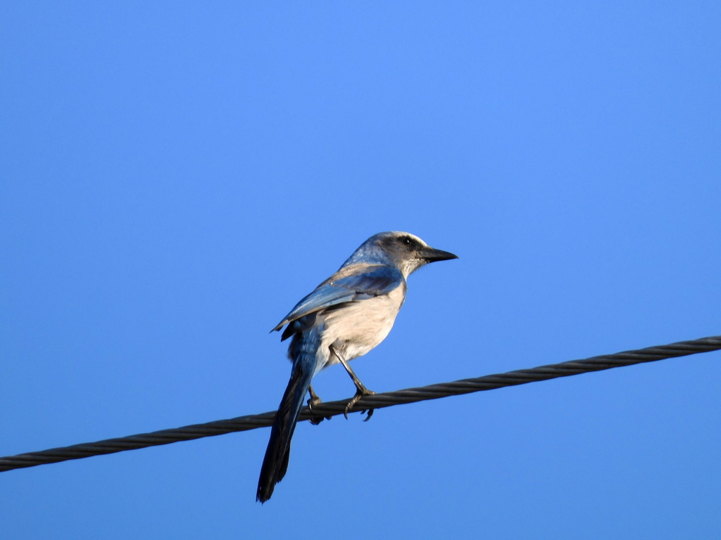 Florida Scrub Jay No1 3-28-23