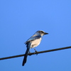 Florida Scrub Jay No1 3-28-23