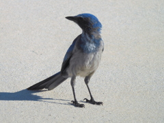 Florida Scrub Jay 9-9-23