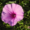 Saltmarsh Morning Glory I 8-6-23