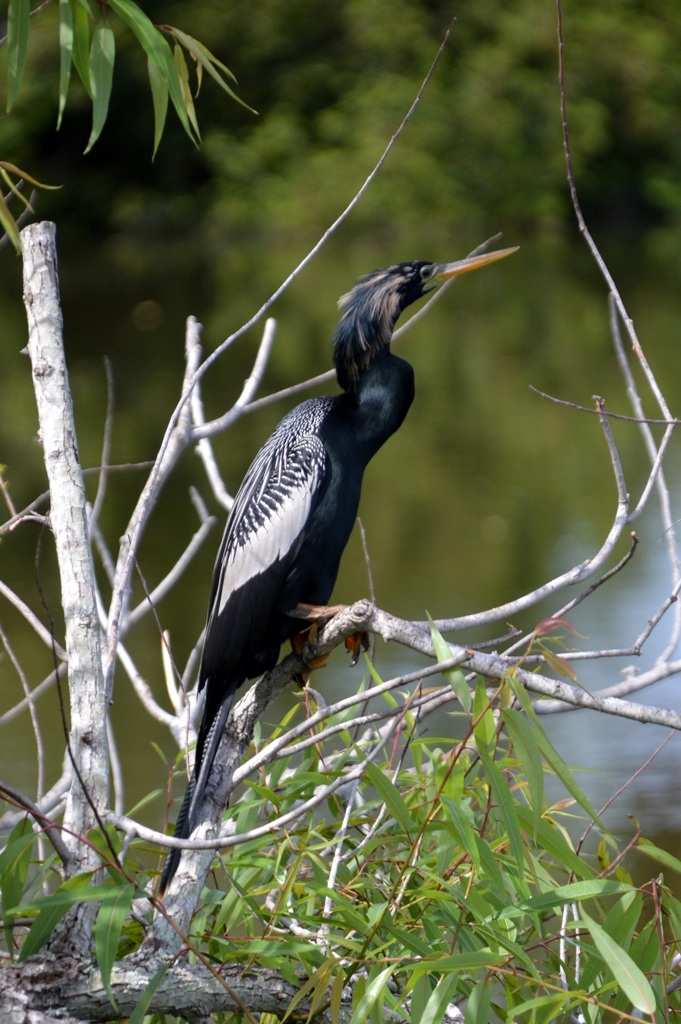 Calmed Anhinga 3-5-24