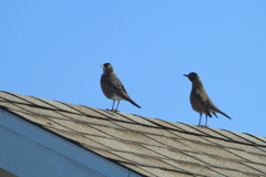Robins on the Roof 1-11-23