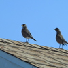 Robins on the Roof 1-11-23