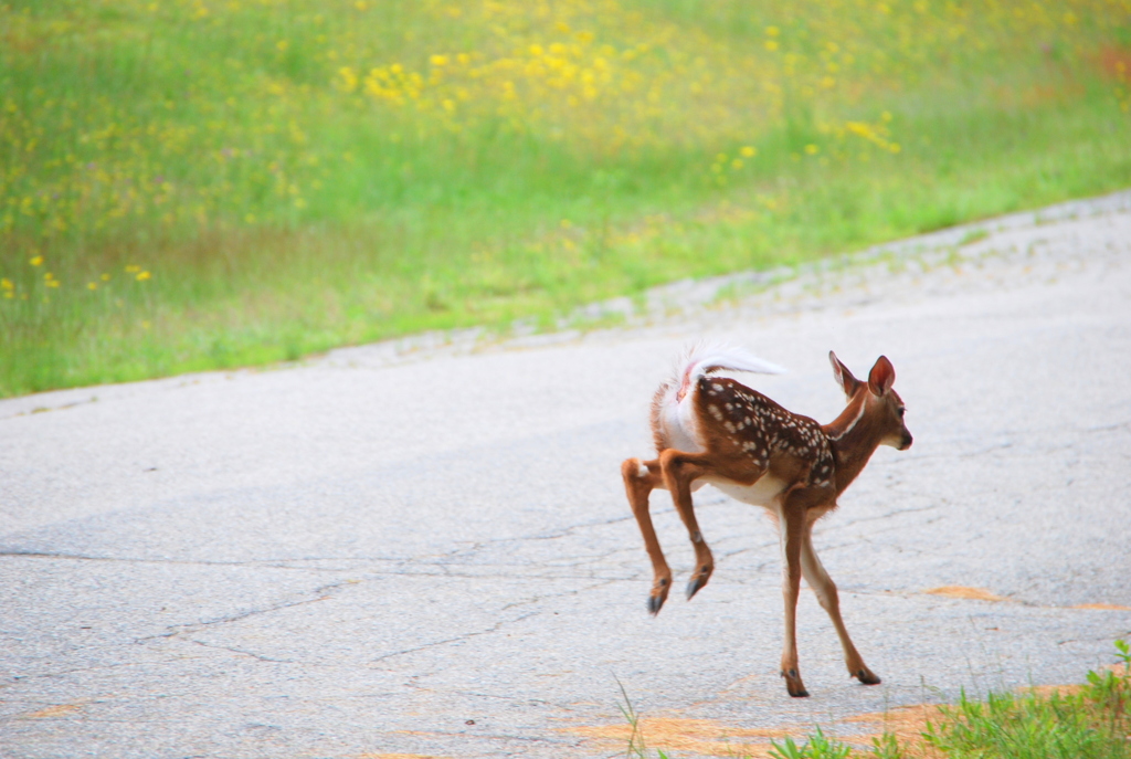 Hopping Bambi 6-16-13