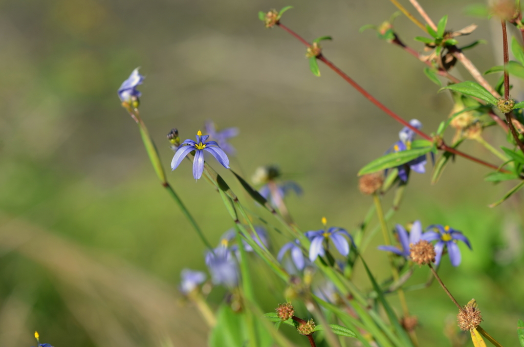 Blue Eyed Grass V 2-9-23