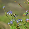 Blue Eyed Grass V 2-9-23