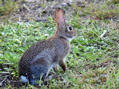 Eastern Cottontail II 8-20-23