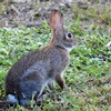 Eastern Cottontail II 8-20-23