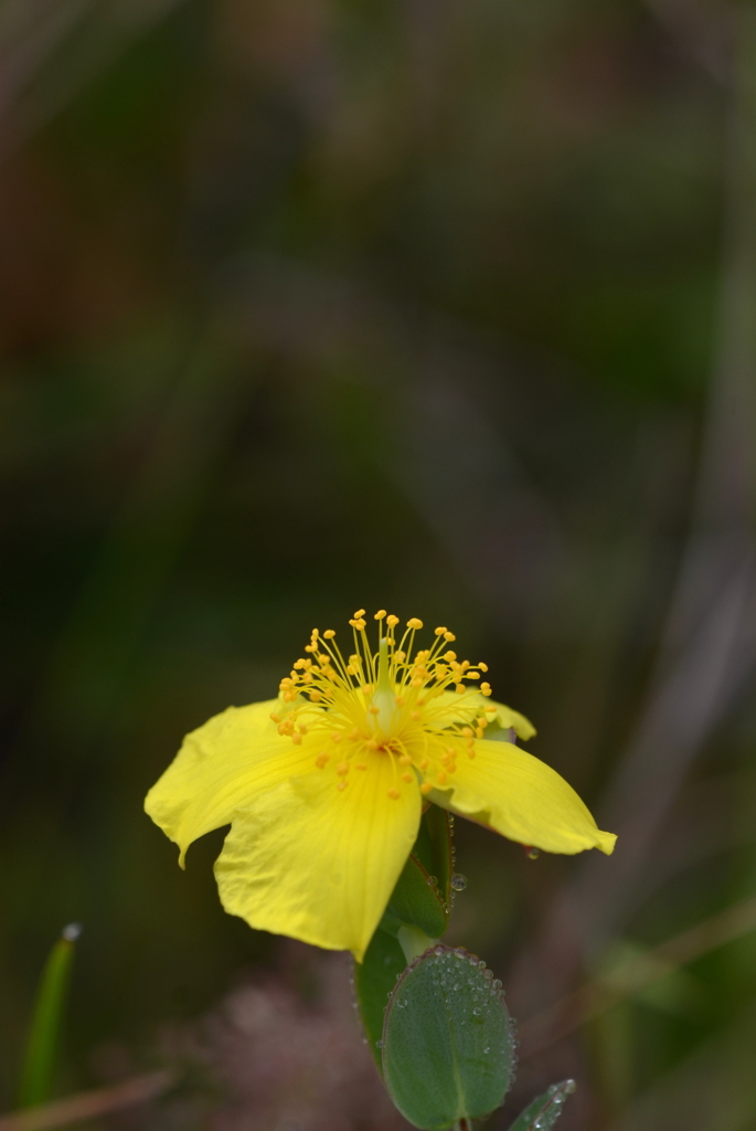 Four-Petal St. John's Wort 3-8-24