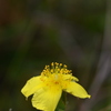 Four-Petal St. John's Wort 3-8-24