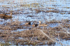 Blue-Winged Teals and Mottled Ducks 1-2-