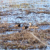 Blue-Winged Teals and Mottled Ducks 1-2-
