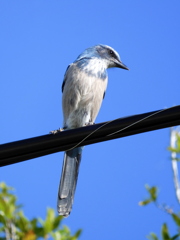 Aphelocoma coerulescens　9-9-23