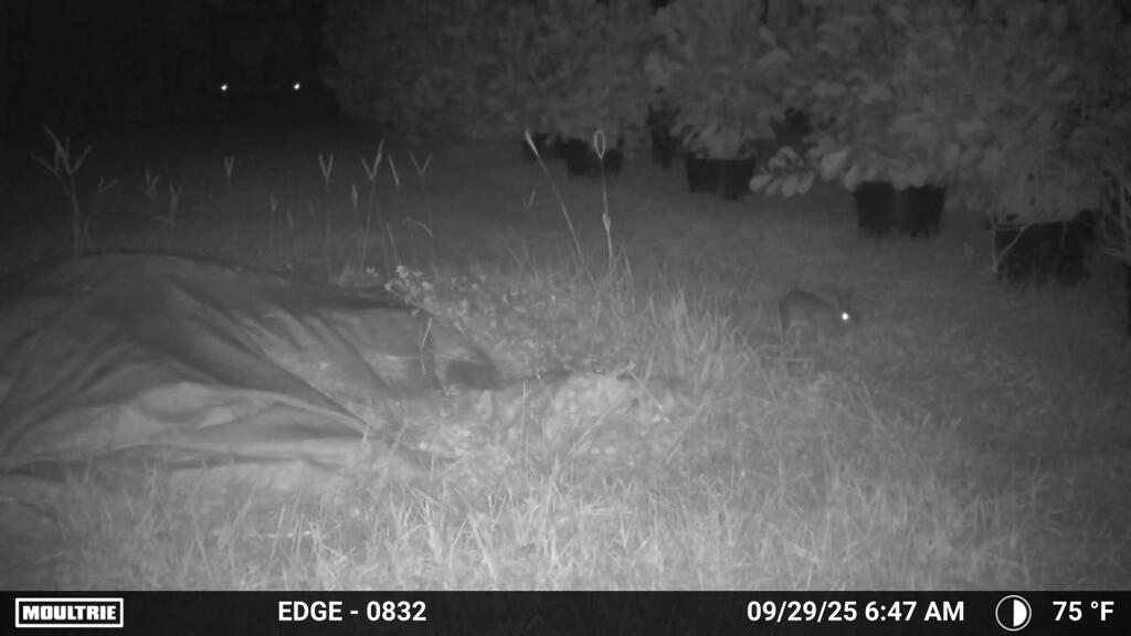 Rabbit 9-29-25