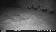Rabbit 9-29-25
