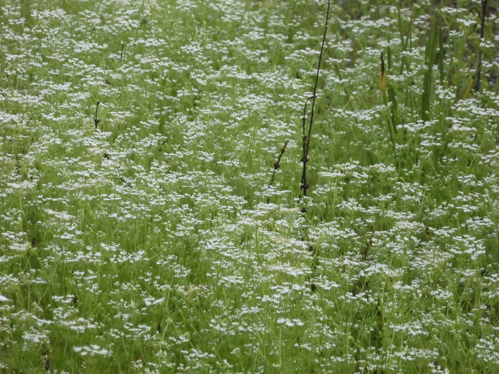 Ptilimnium capillaceum 3-29-23