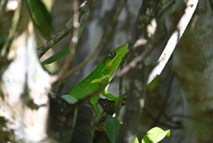 Anolis equestris 7-17-25